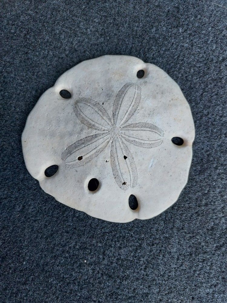 Set of 3 Key Hole Sand Dollars