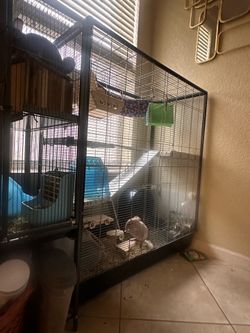 Cage chinchilla
