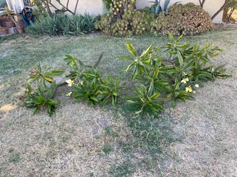 Plumeria