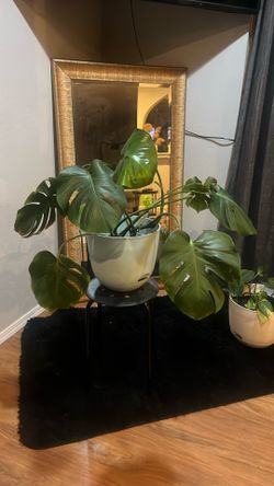 Monstera plant