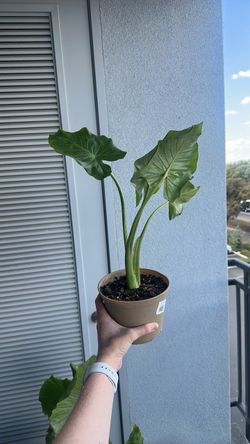 Elephant ear Monstera