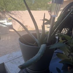 Aloe Vera 