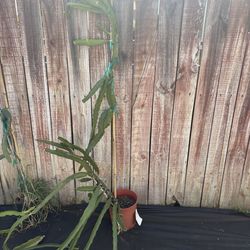 Physical Graffiti Dragon Fruit Plant-around 6ft