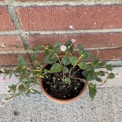 Creeping Clover In Clay Pot