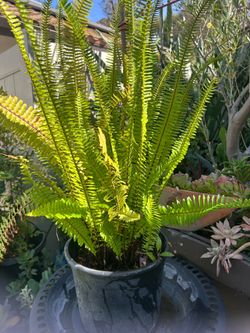 Very nice plant