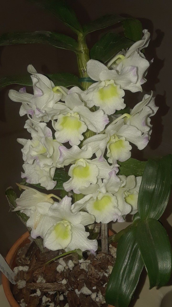 Orchids