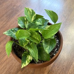 Golden Pothos Plant