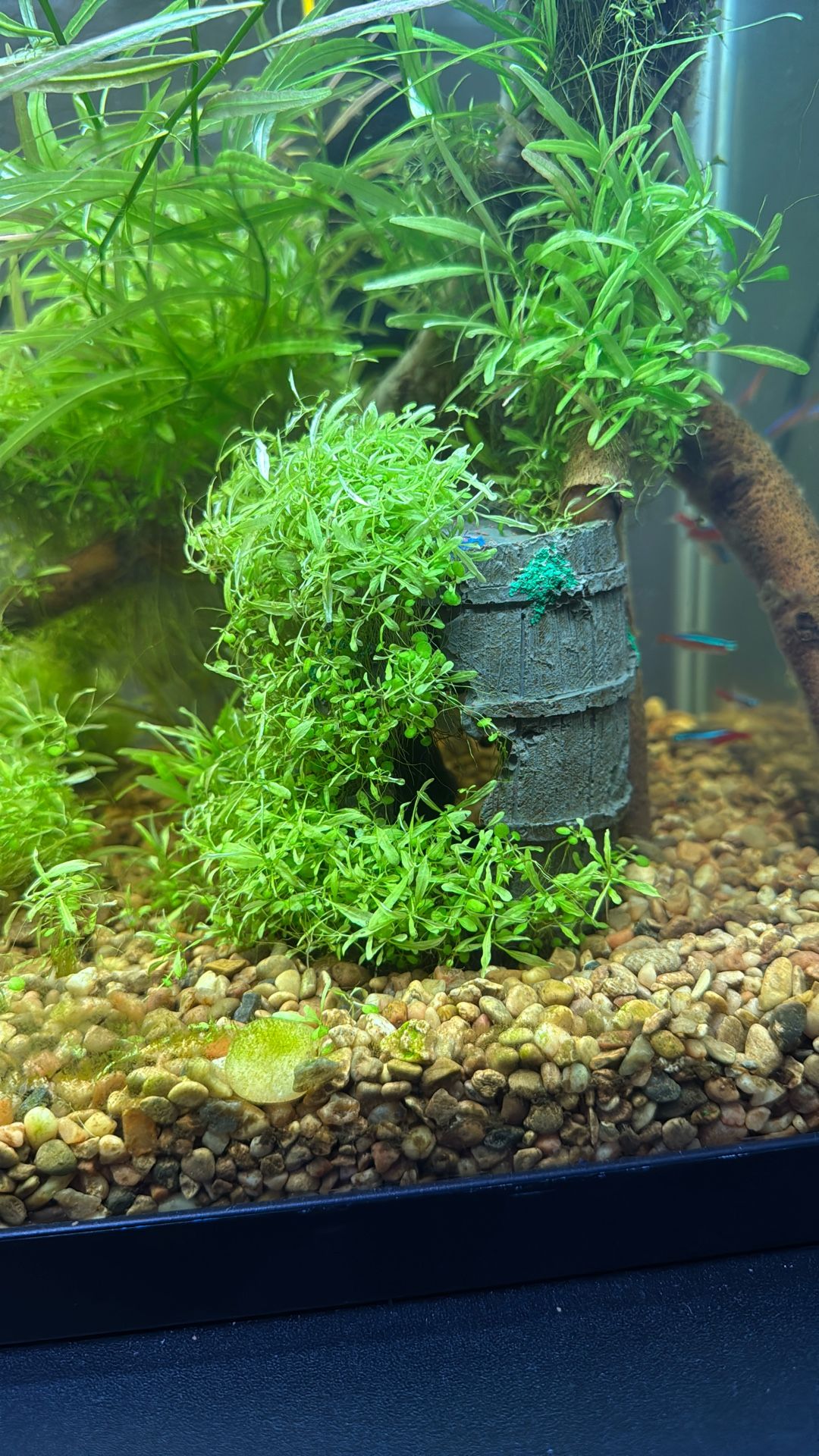 Aquarium Decoration W/ Real Mini Two Leaf (Aquarium Plant)