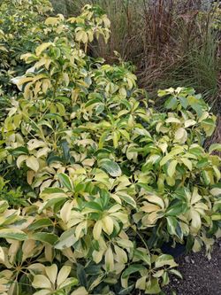 Trinette hedges on sale now $6
