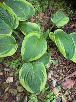 Hosta green 1galon