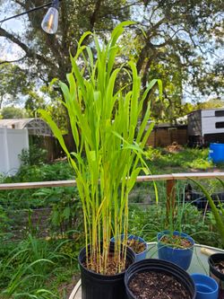 Sugarcane plants
