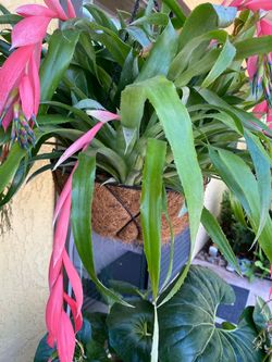 Queen’sTears Bromeliads