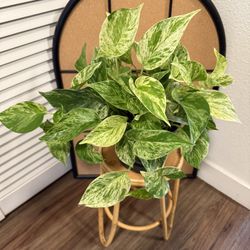 Marble Queen Pothos