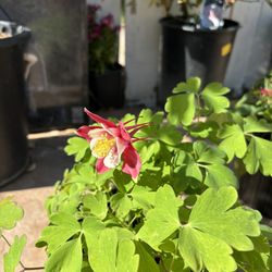 Aqueligia Kirigami Plant ,  Red And White, 1 Gal 