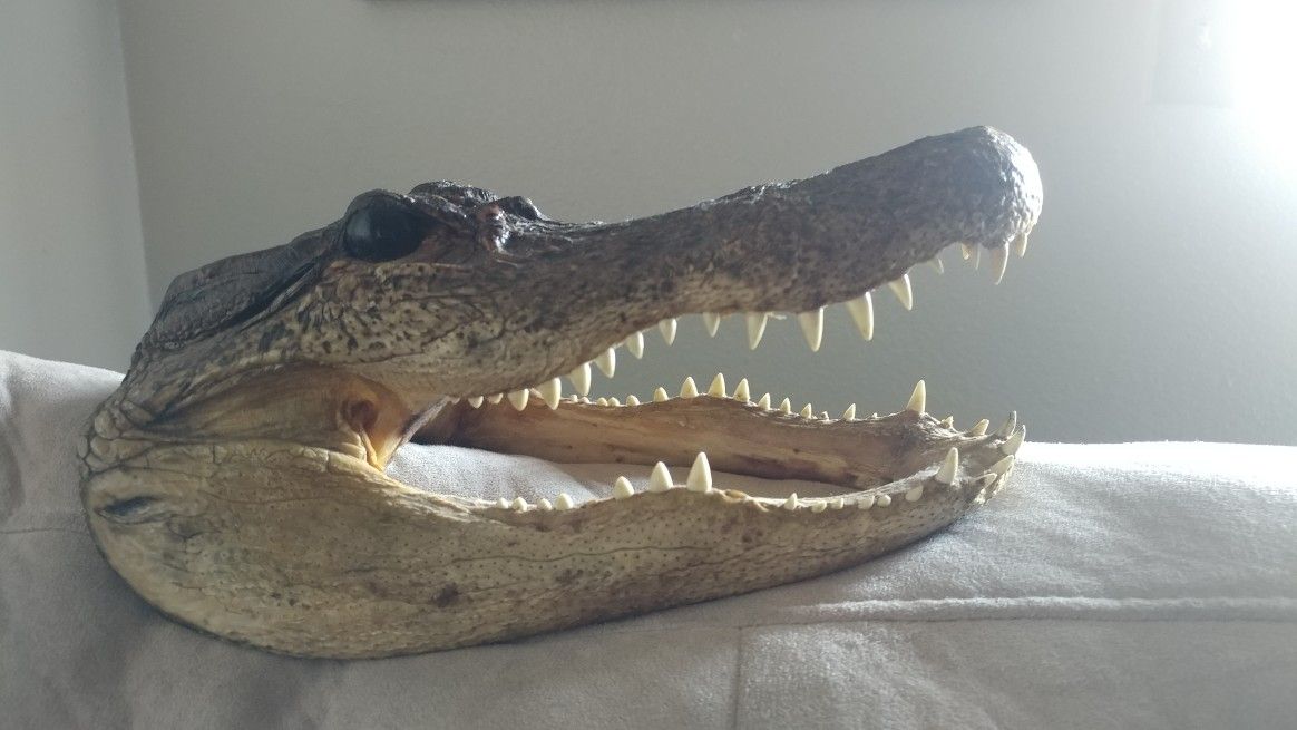 Alligator Head
