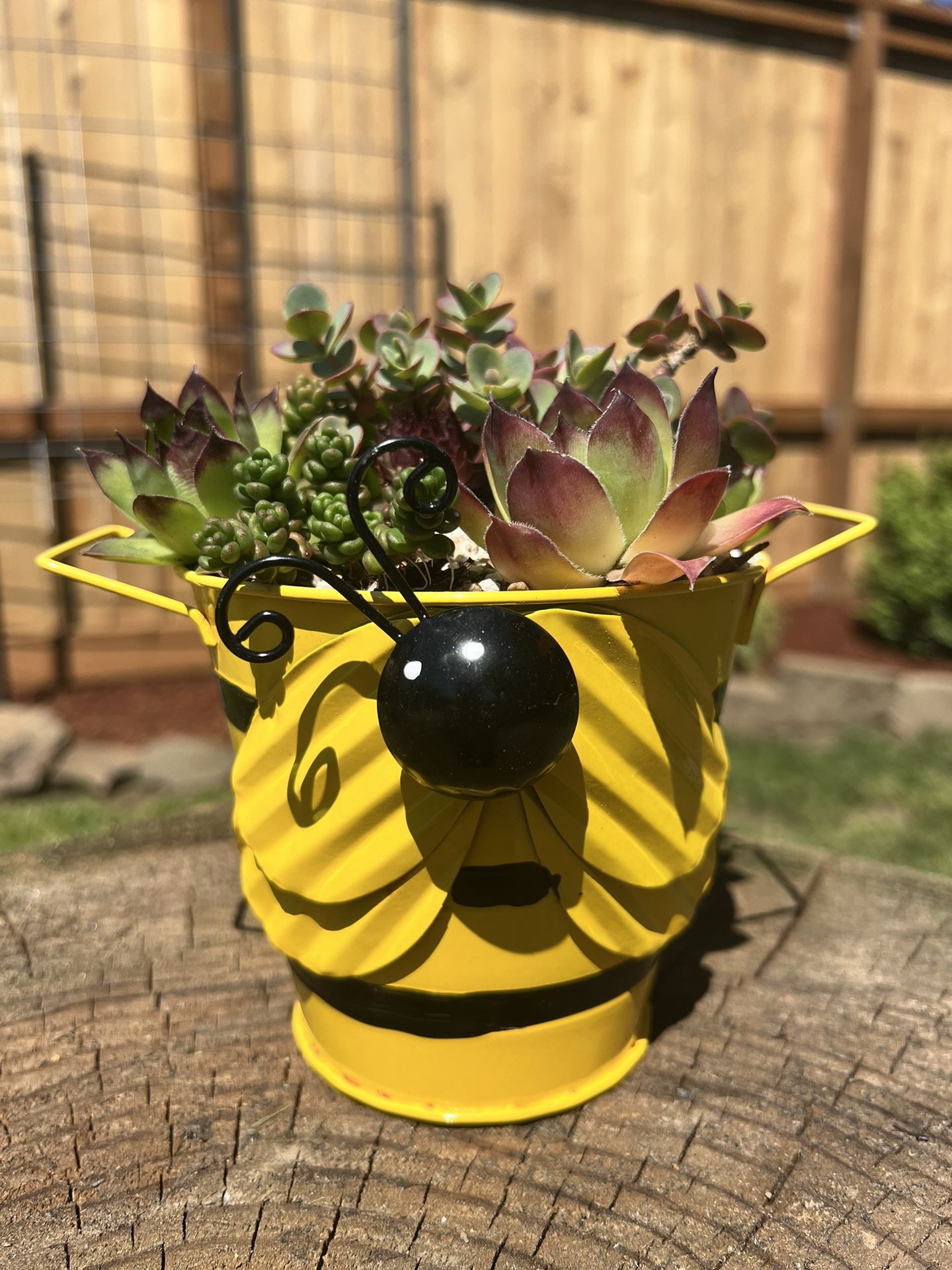 Bee Flower Pot with Succulents