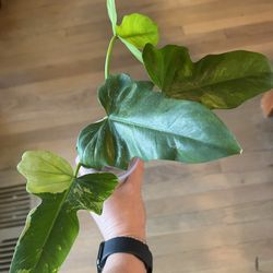 🌿 Philodendron Golden Dragon Mint 🌿