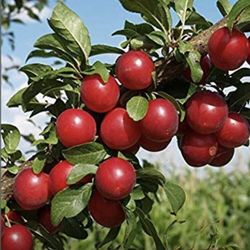 Sweet Southern Cherry Fully Grown Starter Plant In 1 Gallon Pot