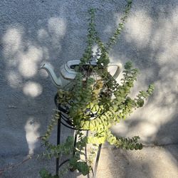 String Of Buttons Plant