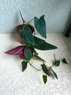 Syngonium Red  Arrow  plant