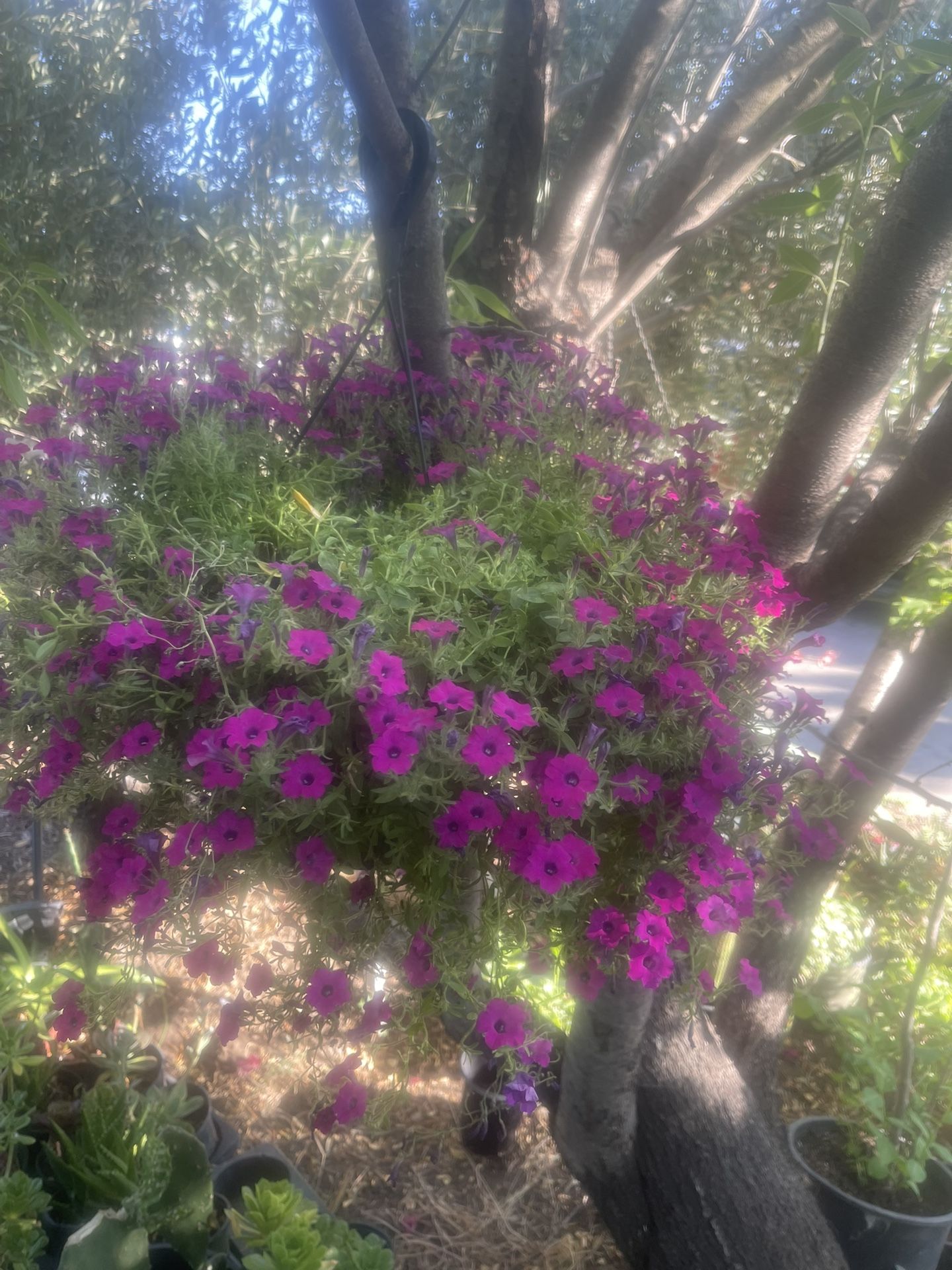 Plant For House Geranium