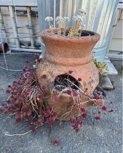 Old garden pot with plants  (roughly 14 in tall)