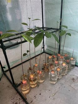 Avocado trees