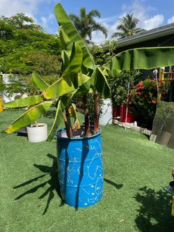 Banana Tree For Sale