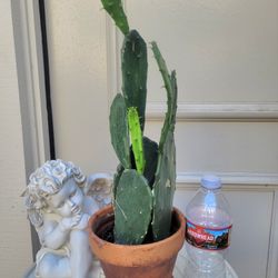 Cactus Plant in a Terra Cotta Pot