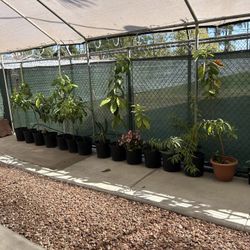 Avocato Plants