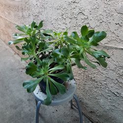 Planta/plant 