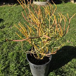 Fire Stick Suculent Cactus Plant