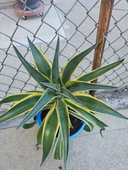 AMERICAN AGAVE