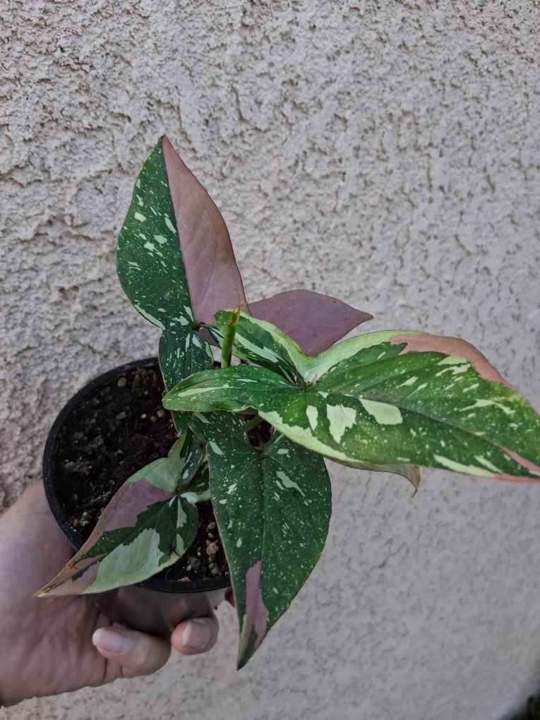 Syngonium TRICOLOR Plant $25