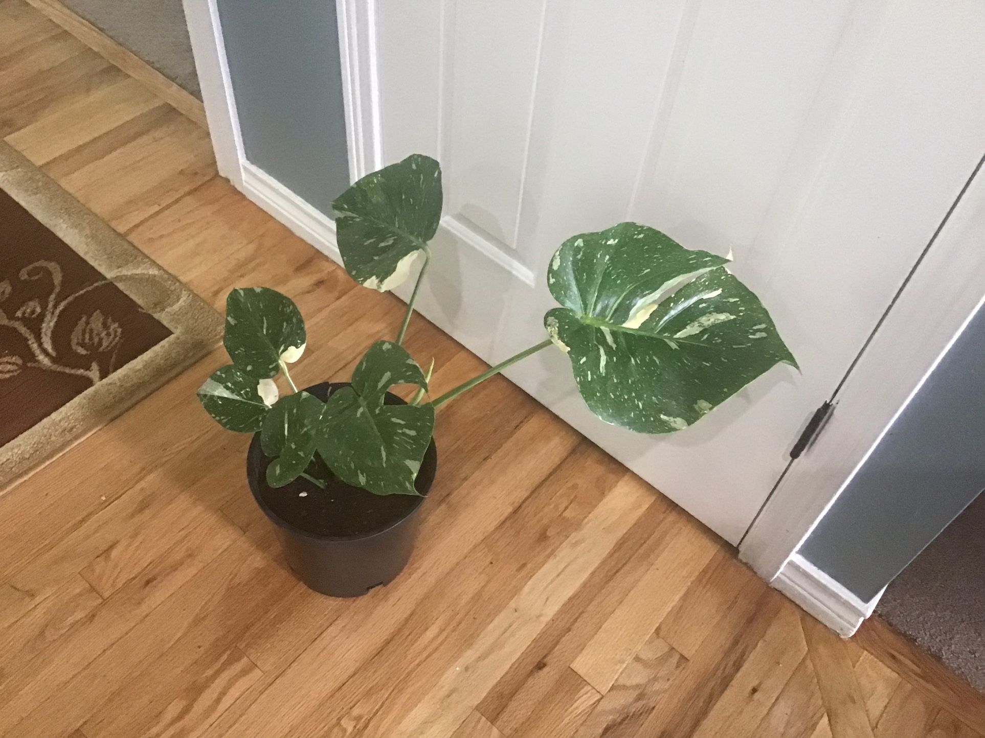 Plant