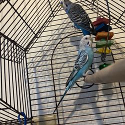 Parakeet Cage