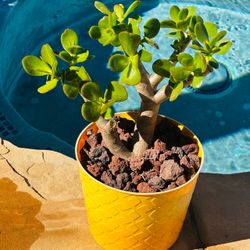 Jade Plant in Yellow Textured Pot