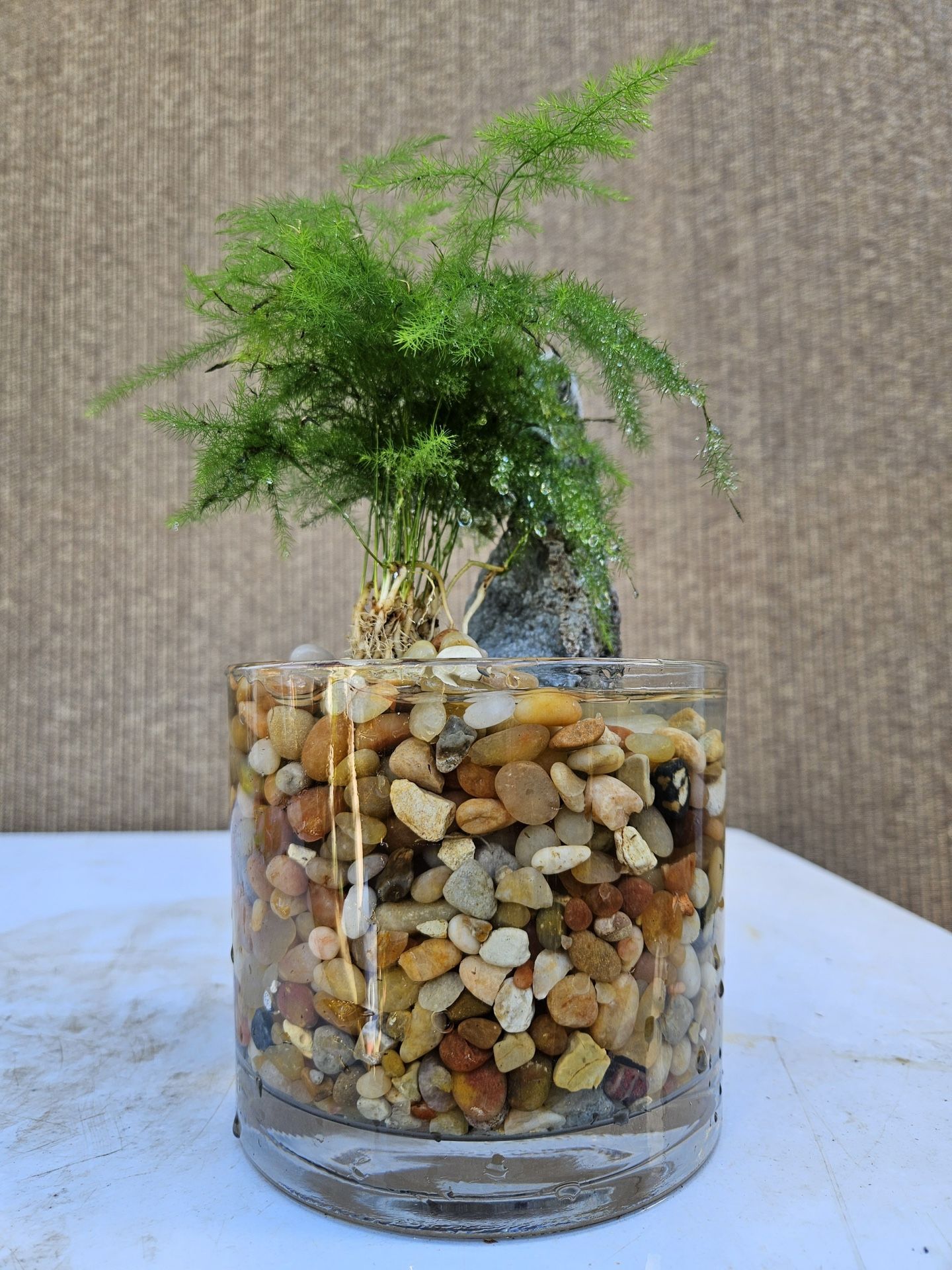 Asparagus Fern ( Asparagus setaceus ) Bonsai Tree, Outdoor and Indoor plant