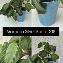 Silver Band Maranta