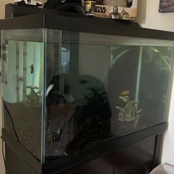 Fish Tank