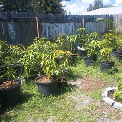 MANGOS!!!!!!MULTI VARIETY GRAFTED/SEEDLINGS/SHAPED/ETC