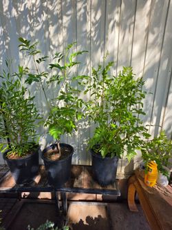 Yellow bell plants