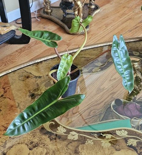 Philodendron Billietiae