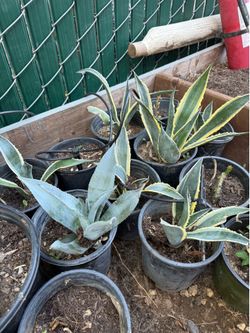 Agave Plants