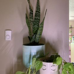 Snake Plant 