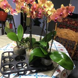 Orquídeas  A Solo $10  C/ Una