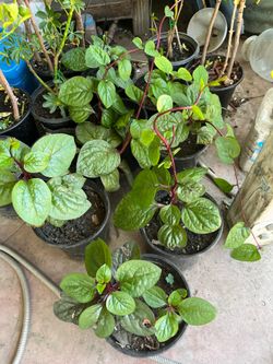 Japanese Red Mabalar Spinach Vegetable Plants Pot