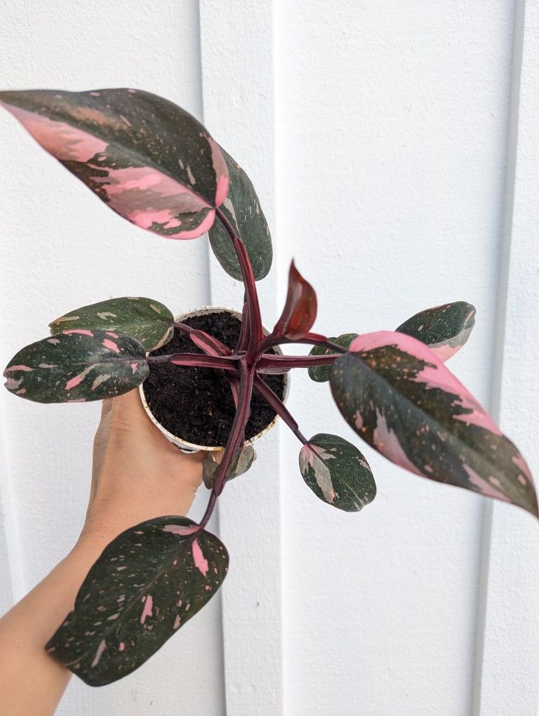 Philodendron Pink Princess Plant 4" Pot - Indoor House Plants