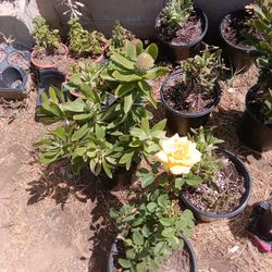Roses And Othervarious Plants For Sale