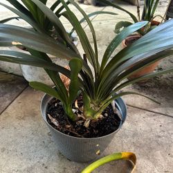 Clivia